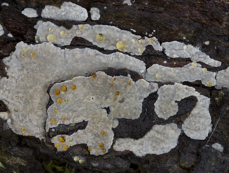 Radulomyces confluens